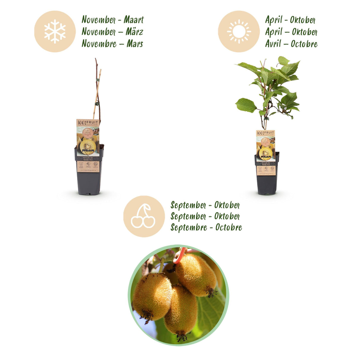 Green boutiQ - Obststrauch - Actinidia Weiki & Golden Kiwi - Kiwi-Pflanze - 1 Männlich - 3 Weiblich - Pflanzen - Gelb - Topf 15cm - Höhe 50cm 