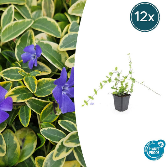 Kleinblättriges Immergrün Vinca minor 'Blue and Gold' – ↕10-25cm – Ø9cm – 12 Pflanzen – Goldgelbe Blätter & Blau-Lila Blüten – Immergrüner Bodendecker – Schattentauglich & pflegeleicht