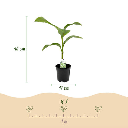 Bananenpflanze Musa Basjoo – Winterhart – 6 Pflanzen – Obstpflanze – 17 cm – Höhe ca. 40 cm 
