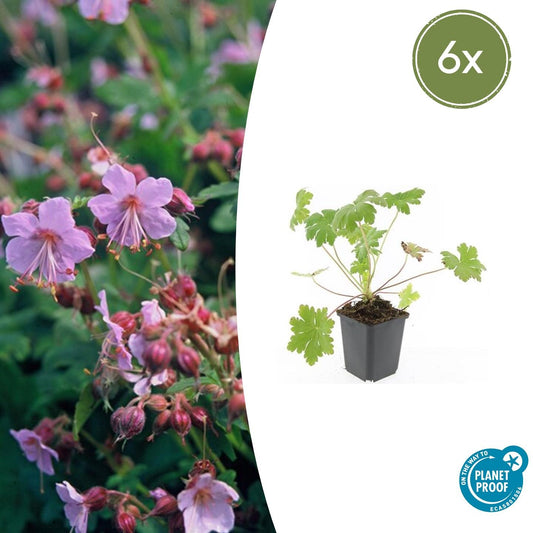 Balkan-Storchschnabel Geranium macr. 'Ingwersen's Var.' – ↕10-25cm – Ø9cm – 6 Pflanzen – Winterharter Bodendecker mit zartrosafarbenen Blüten – Duftendes Laub – Für Beete & schattige Bereiche – Pflegeleicht & robust