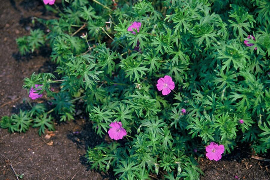 Blut-Storchschnabel Geranium 'Tiny Monster' – ↕10-25cm – Ø9cm – 40 Pflanzen – Kompakte, sommerblühende Staude für Beet, Kübel & Bodendecker – Pflegeleicht & robust