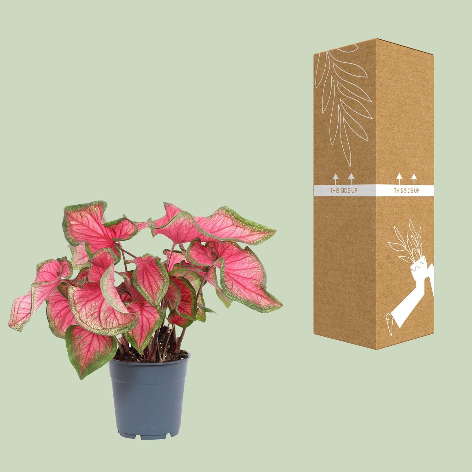 Caladium Sweetheart - Ø12cm - ↕25cm 