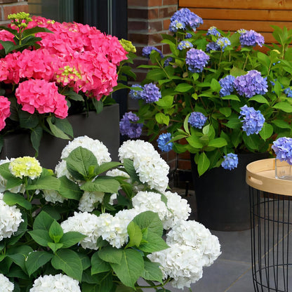 Hortensie Hydrangea Endless Summer Mix 3er Set – blau rosa weiß – winterhart – 14cm – Höhe 20-25cm – lange Blüte bis Herbst – für Beet, Hecke, Kübel, Balkon & Terrasse 