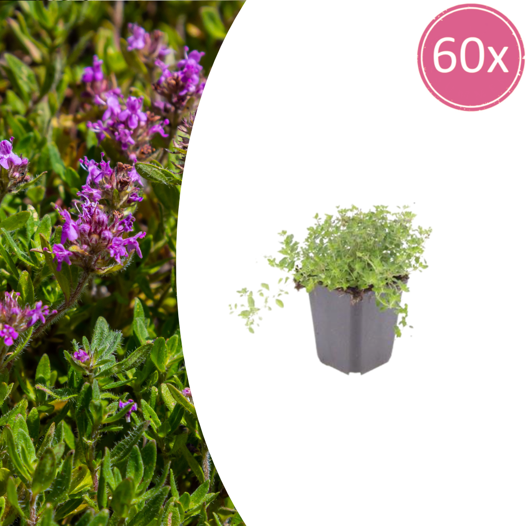 Thymus serpyllum Set – 60 Pflanzen Ø9cm – Duftender Sand Thymian Bodendecker – Winterhart trockenheitsresistent niedrig wachsend – Für Garten Wege Steinfugen Terrasse Bienenfreundlich 