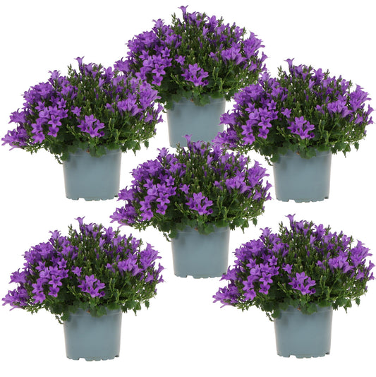 Campanula Addenda - Glockenblume lila Topfgröße 12cm - 1m2 Bodendecker - 6 Pflanzen - Ambella Lila - Winterhart