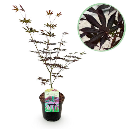 Japanischer Ahorn Acer palmatum 'Trompenburg' – Dunkel Lila – Balkon- & Gartenpflanze – Ø19 cm – Ca. 70 cm hoch – Edler Fächerahorn mit faszinierendem Farbwechsel 