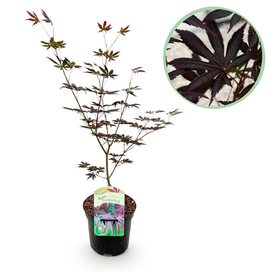 Japanischer Ahorn Acer palmatum 'Trompenburg' – Dunkel Lila – Balkon- & Gartenpflanze – Ø19 cm – Ca. 70 cm hoch – Edler Fächerahorn mit faszinierendem Farbwechsel 
