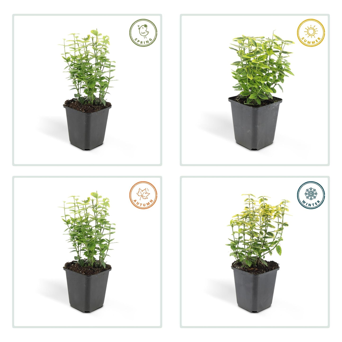 Euonymus fortunei 'Emerald 'n Gold' – Immergrüner Strauch mit gelb-grünem Laub – 48 Pflanzen – ↕10–25cm – Ø9cm – Kompakte Form für Hecken, Beete & Solitär – Pflegeleicht & schnittverträglich 