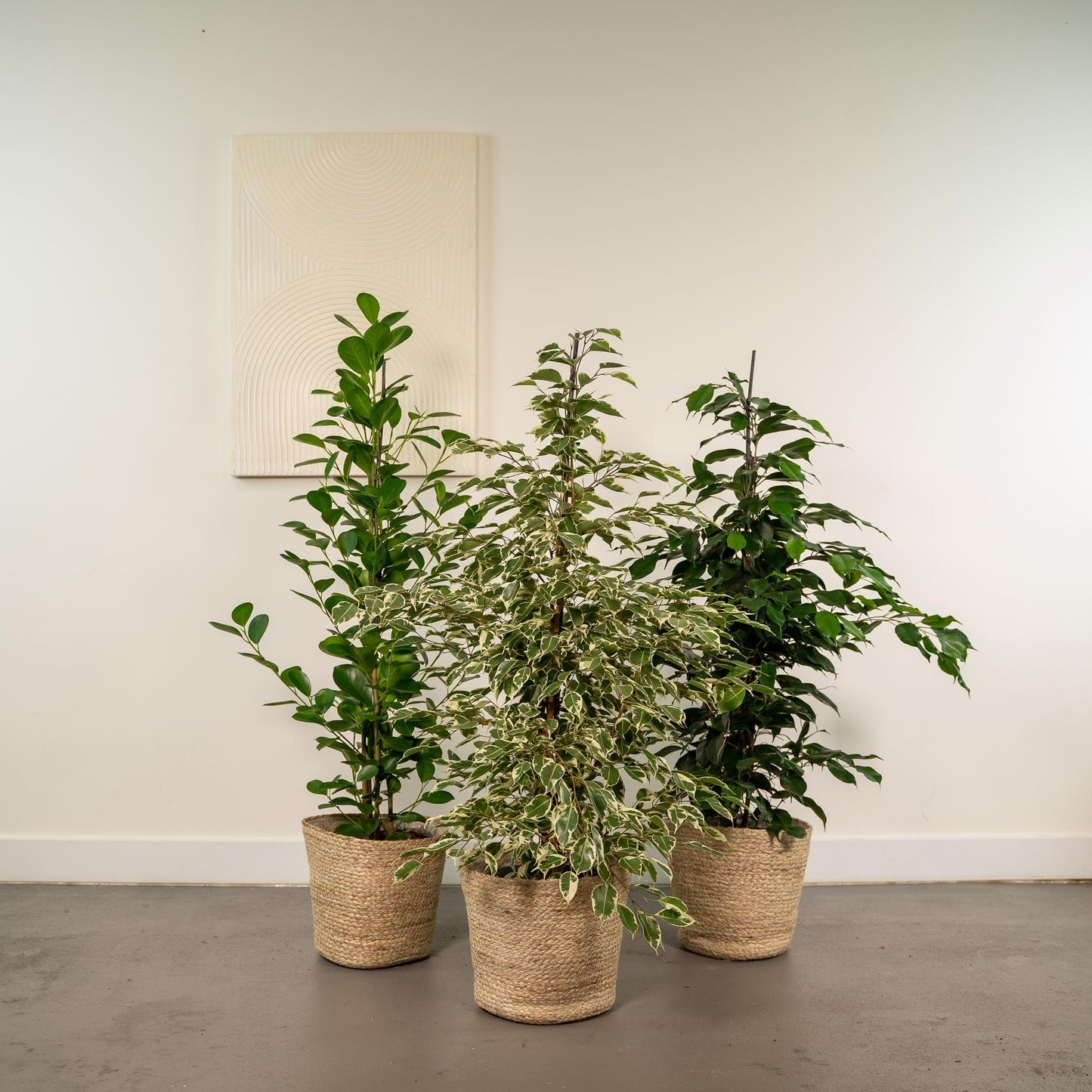 Ficus Benjamina Danielle - Ø21cm - ↕95cm + Ficus Benjamina Twilight - Ø21cm - ↕95cm + Ficus Microcarpa Moclame - Ø21cm - ↕95cm + Korb Selin 