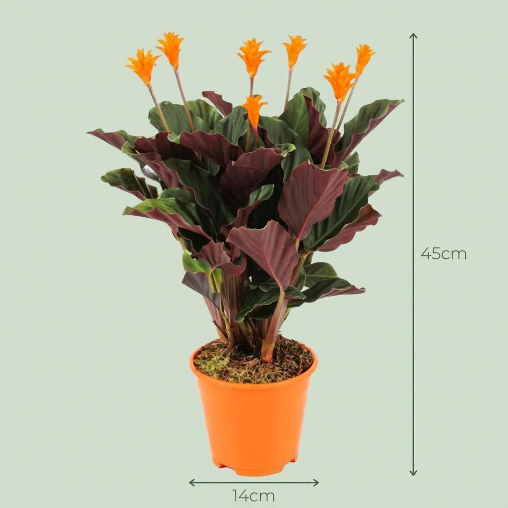 Korbmarante Calathea Crocata – Ø14cm – Höhe 40–45cm – Orange Blüten – Tropische Zimmerpflanze für Wohnraum Büro & schattige Standorte 