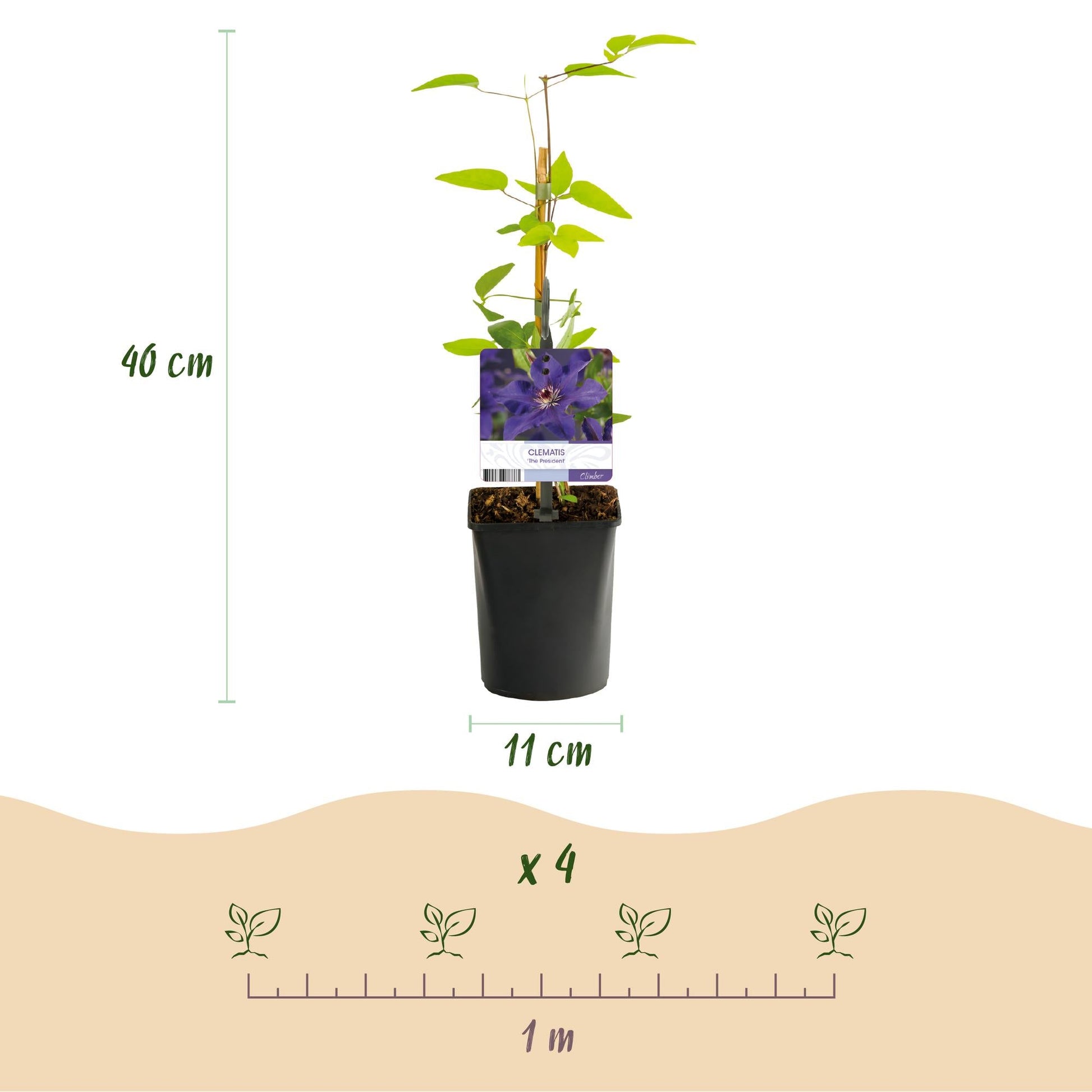 Kletterpflanze Clematis The President – Rosa Blüten – 2 Pflanzen – 11 cm x H40 cm – Bis 3 m – Pflegeleicht – Ideal für Garten, Balkon & Pergola 
