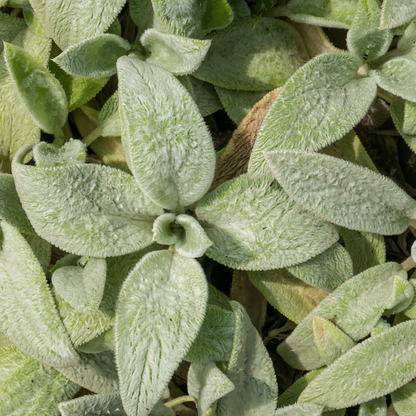 Stachys byzantina Silver Carpet – 24 Pflanzen – Ø9cm – Höhe 10-25cm – Winterharte Bodendecker Staude – Silberlaub – Trockenheitsresistent für Beet & Steingarten - Oasis of Life