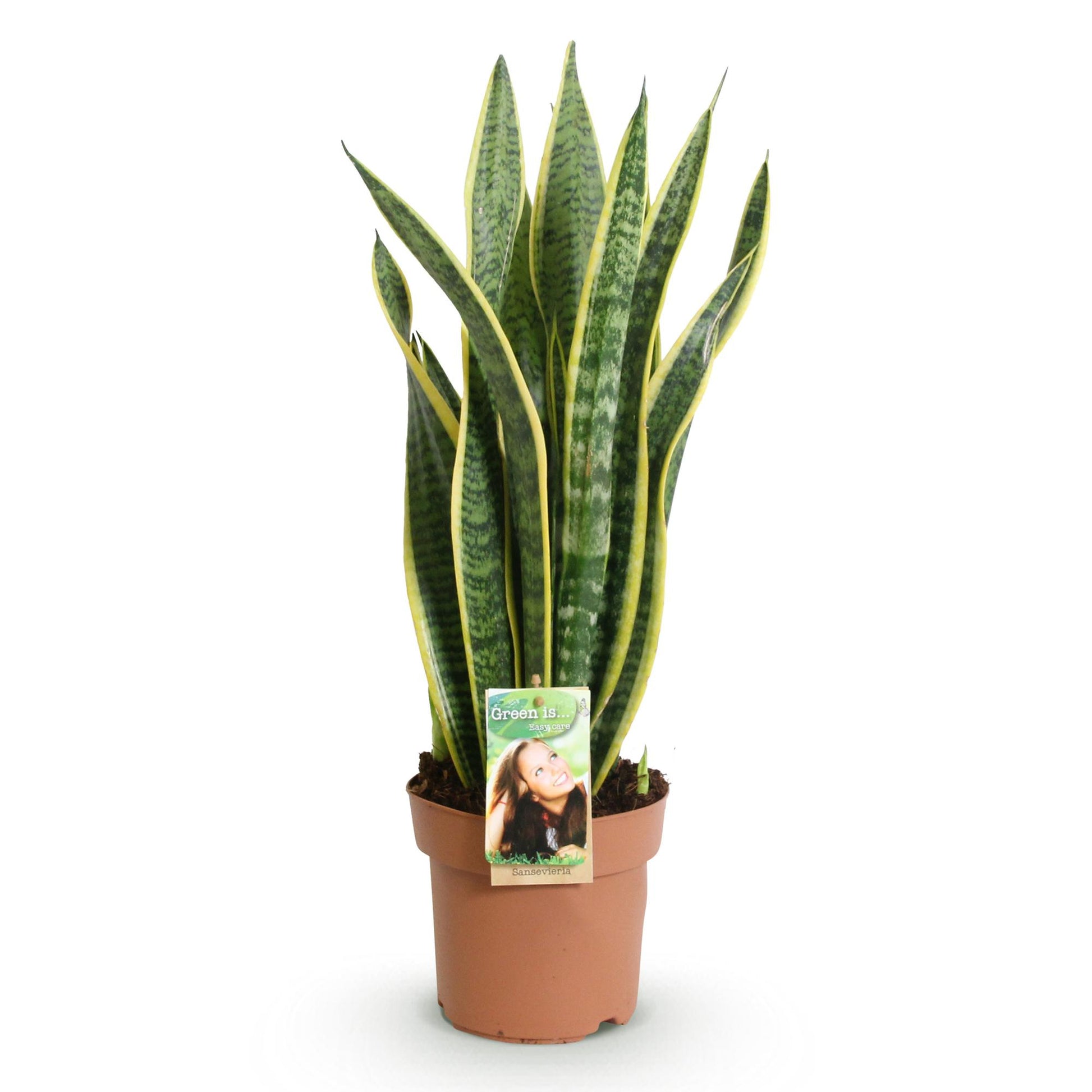 Green boutiQ - Zimmerpflanzen - Sansevieria Laurentii - Schwiegermutterzunge - Wenig Pflege - Grün - Gelb - 1 Pflanze - Topf 17cm - Höhe 60-70cm 