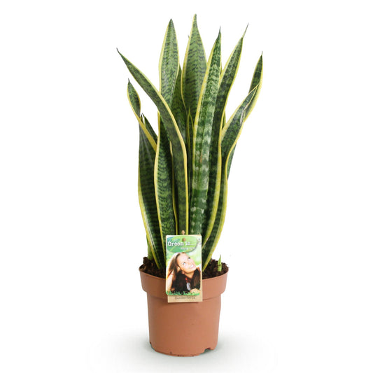 Green boutiQ - Zimmerpflanzen - Sansevieria Laurentii - Schwiegermutterzunge - Wenig Pflege - Grün - Gelb - 1 Pflanze - Topf 17cm - Höhe 60-70cm 