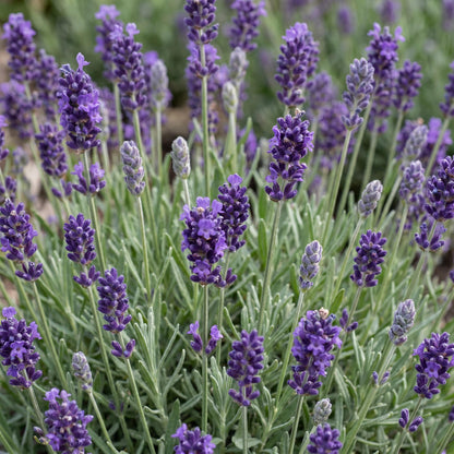 Lavendel 'Munstead' – Lavandula angustifolia 'Munstead' – 6 Pflanzen – Topf Ø11cm – Bienenfreundliche Staude für Garten & Balkon