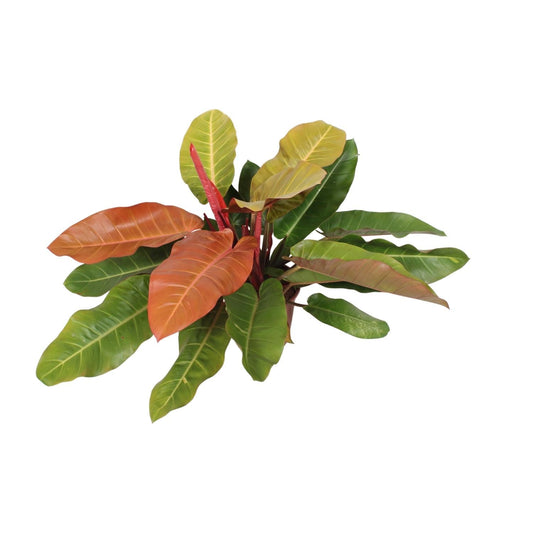 Philodendron Prince Of Orange - Ø27cm - ↕75cm 