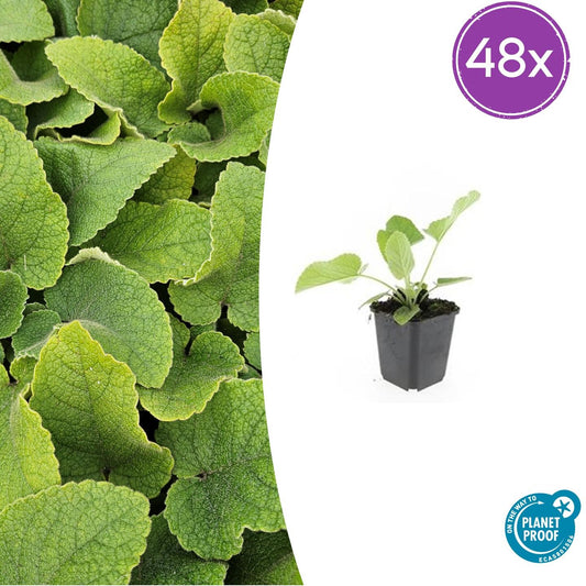 Phlomis russeliana – 48 Pflanzen – Winterharte Staude – Auffällige hellgelbe Quirlblüten – Bienen- & Schmetterlingsfreundlich – Pflegeleicht & trockenheitstolerant 