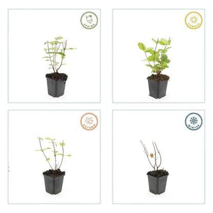 Johanniskraut Hypericum inodorum 'Beauty' – ↕10-25cm – Ø9cm – 20 Pflanzen – Goldgelbe Blüten, Winterhart, Bodendecker, Pflegeleicht