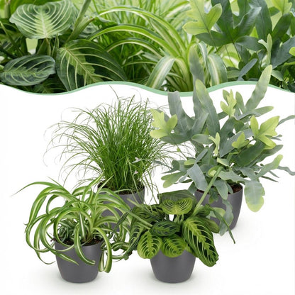 Green boutiQ - Zimmerpflanze - Chlorophytum - Cyperus - Phlebodium - Marantha - Mix aus 4 - Haustierfreundliche Pflanzen - Grün - 4 Pflanzen - mit Potter Grau - Topf 12cm - Höhe 25cm 