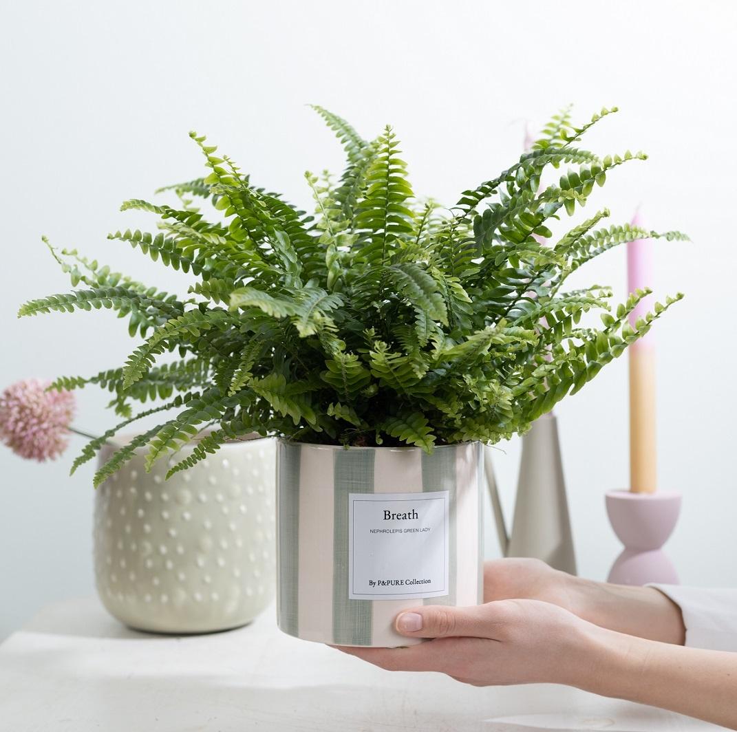 Nephrolepis Green Lady Gift "Breath" WITH GREETING CARD! - Ø12cm - ↕35cm 