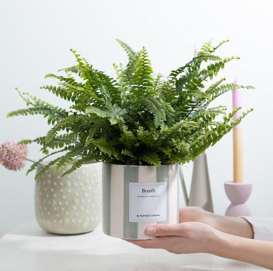 Nephrolepis Green Lady Gift "Breath" WITH GREETING CARD! - Ø12cm - ↕35cm 