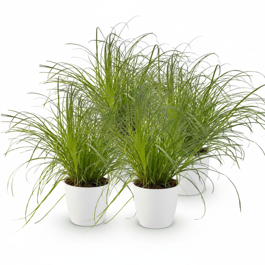 Green boutiQ - Zimmerpflanze - Cyperus alternifolius Zumula - Katzenpflanze - Haustierfreundliche Pflanze - Grün - 4 Pflanzen - mit Potter Weiß - Topf 12cm - Höhe 20cm 