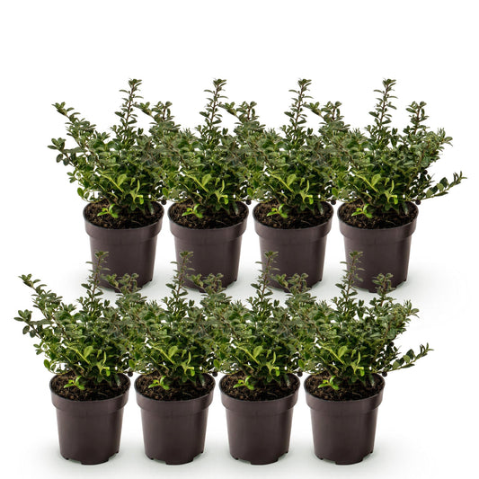 Japanische Stechpalme 'Stokes' – Ilex crenata 'Stokes' – 8 Heckenpflanzen – Topf Ø9cm – Höhe 20-30cm – Winterhart & immergrün