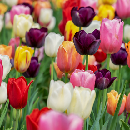 Tulpenzwiebeln Mix – 20 Blumenzwiebeln – Bunte Tulpenmischung für Garten, Topf oder Beet – Frisch vom Züchter – Pflegeleicht & mehrfarbig – Frühblüher für Frühjahr 