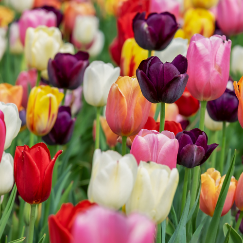 Tulpenzwiebeln Mix – 20 Blumenzwiebeln – Bunte Tulpenmischung für Garten, Topf oder Beet – Frisch vom Züchter – Pflegeleicht & mehrfarbig – Frühblüher für Frühjahr 