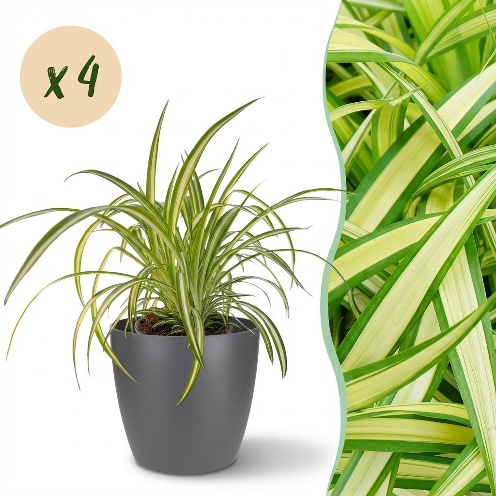 Green boutiQ - Zimmerpflanze - Chlorophytum comosum Variegatum - Bunte Graslilie - Haustierfreundliche Pflanze - Grün - 4 Pflanzen - mit Potter Grau - Topf 12cm - Höhe 20cm 