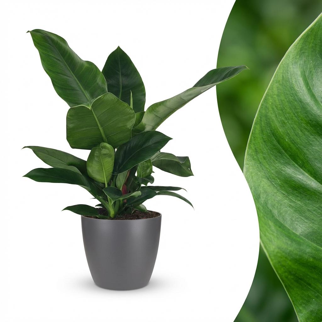 Green boutiQ - Zimmerpflanze - Philodendron - Philodendron Imperial Green - Grün - Pflegeleicht - 1 Pflanze - mit Übertopf Grau - Topf 19cm - Höhe 65cm 
