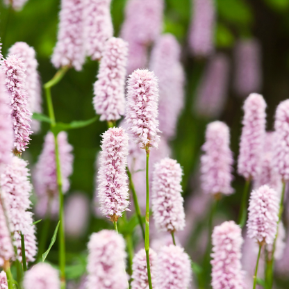 Persicaria bistorta Schlangenknöterich – 60 Pflanzen Ø9cm – Höhe 10-25cm – Blühende Staude für feuchte Beete Teichrand Naturgarten – winterhart bienenfreundlich pflegeleicht