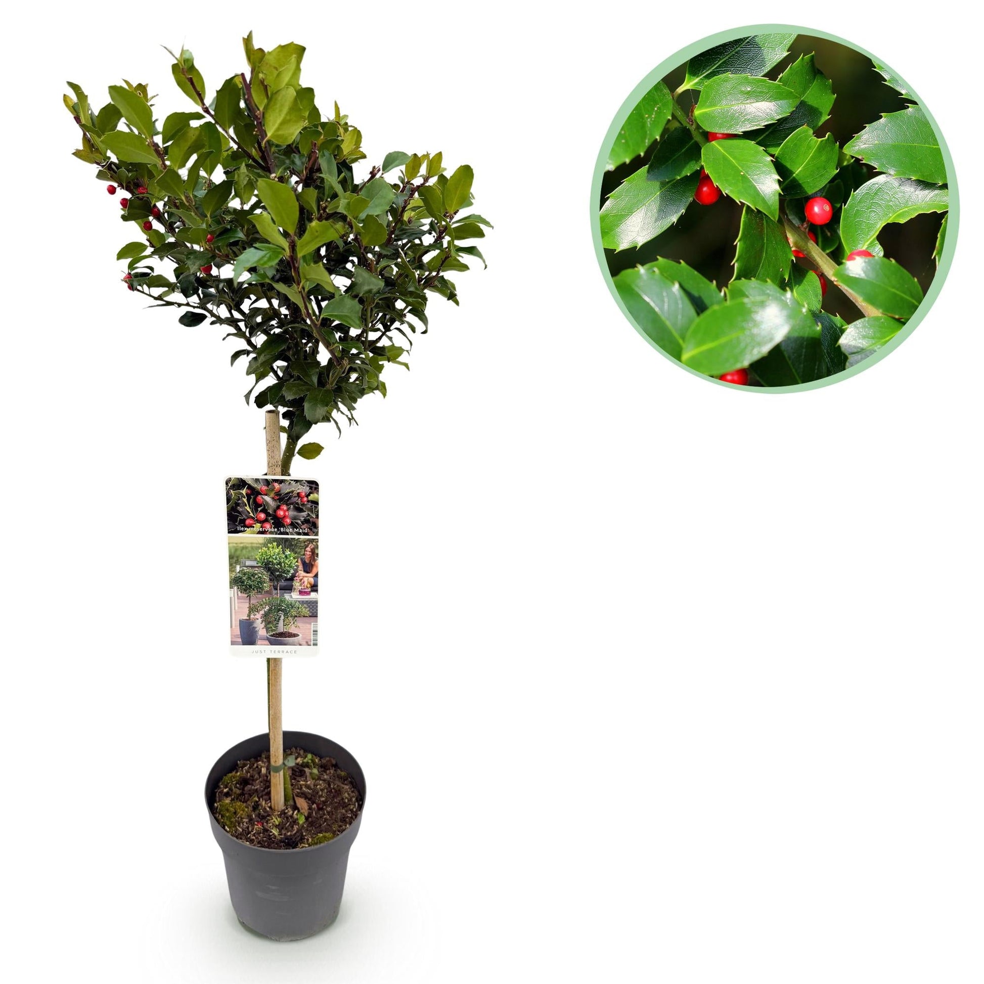 Ilex meserveae 'Blue Maid' – Immergrüne Stamm-Pflanze – Ø19 cm – Höhe ca. 90 cm – Terrassenpflanze & Gartenpflanze – Pflegeleicht & wetterfest 