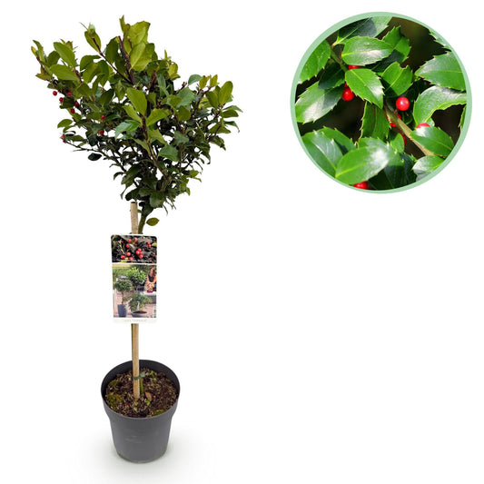 Ilex meserveae 'Blue Maid' – Immergrüne Stamm-Pflanze – Ø19 cm – Höhe ca. 90 cm – Terrassenpflanze & Gartenpflanze – Pflegeleicht & wetterfest 