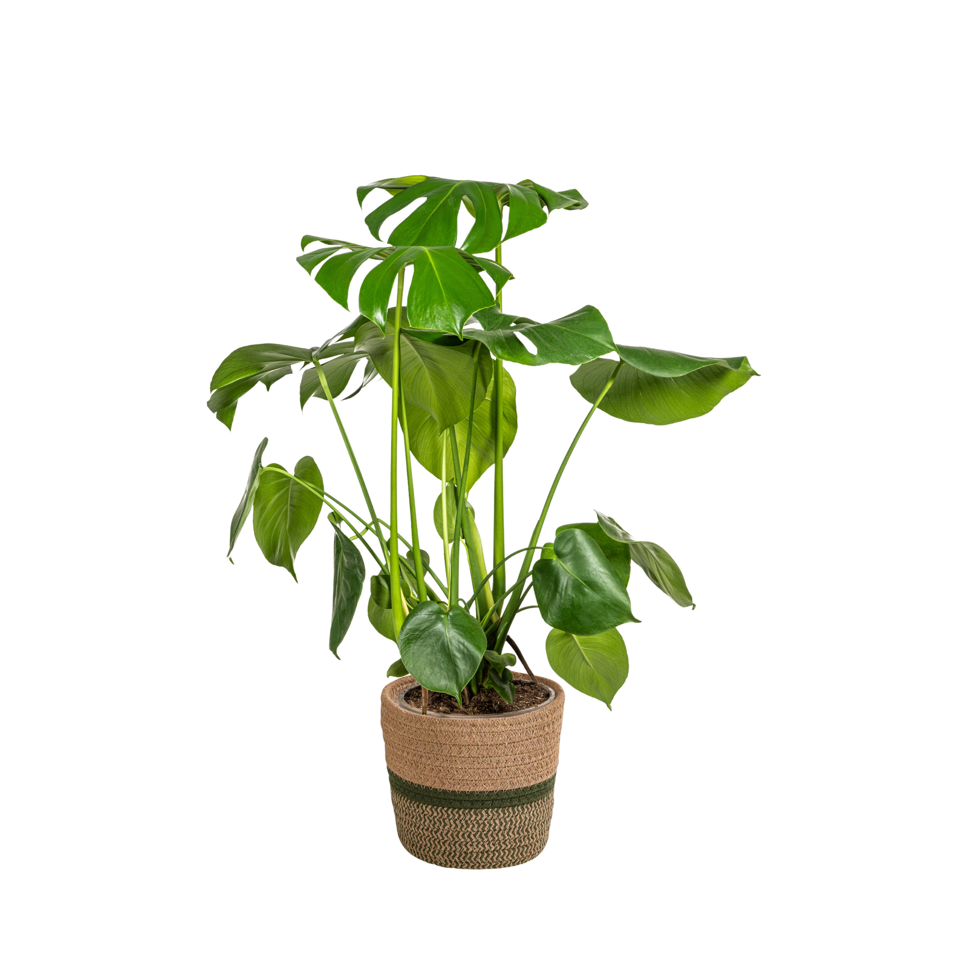 Monstera Deliciosa Tauerii mit Korb Ø21cm - ↕70 - 90cm 
