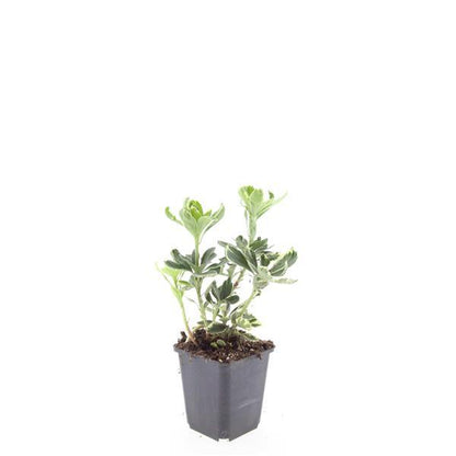 Pachysandra terminalis 'Variegata' – 24 Pflanzen – ↕10-25 cm – Ø9 cm – Immergrüner Bodendecker – Winterhart – Schattengarten – Buntes Laub 