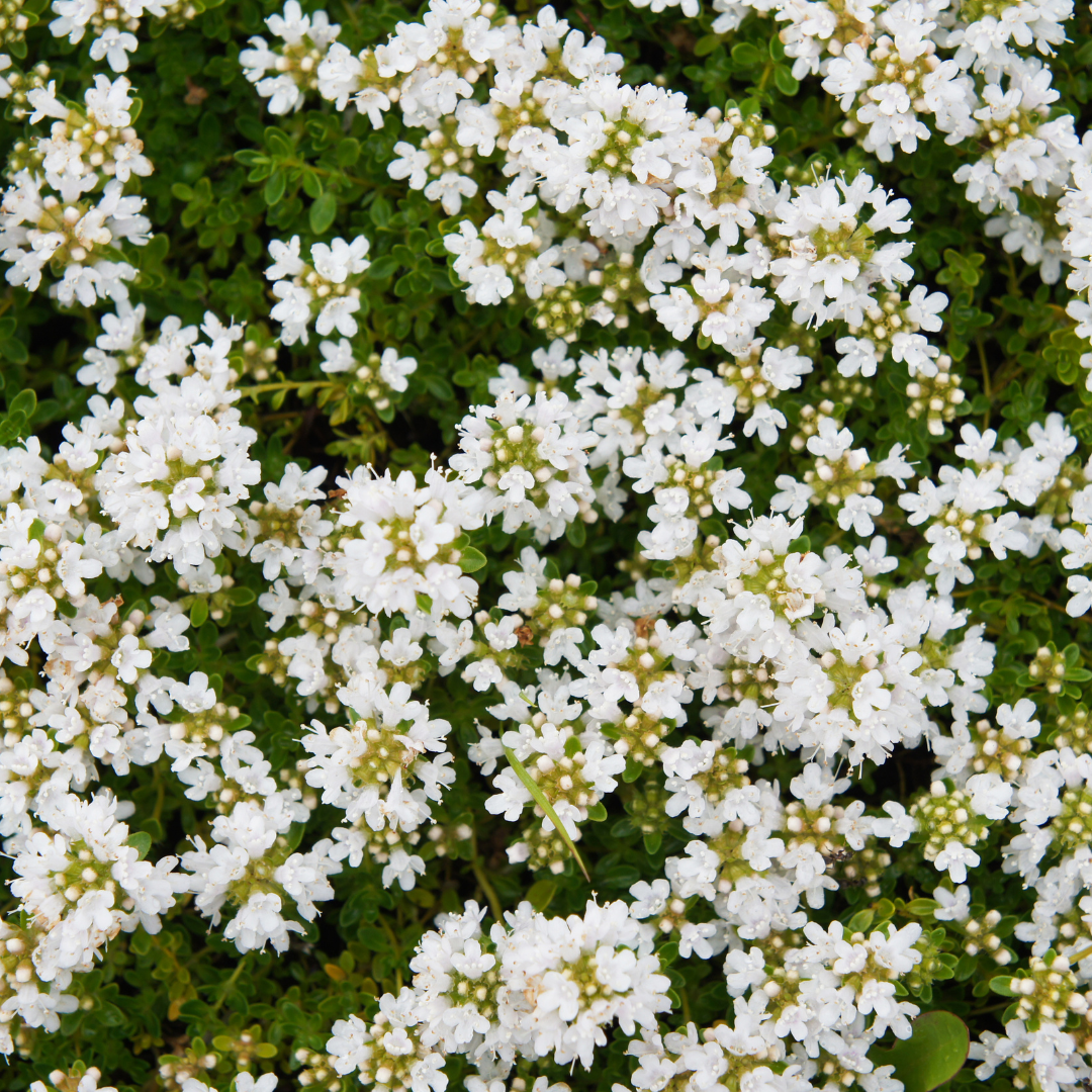 Thymian Thymus praecox Albiflorus Bodendecker – 12 Pflanzen – Ø9cm – Höhe 10-25cm – Weiß blühender Polsterthymian – Winterhart – Für Steingarten & Beet - Oasis of Life