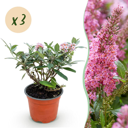 Green boutiQ - Gartenpflanze - Buddleja davidii Butterfly Candy Little Pink - Schmetterlingsstrauch - Kompakt - Rosa - 3 Pflanzen - Topf 12cm - Höhe 20-25cm 
