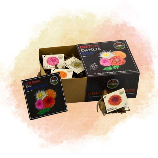 Blumenzwiebel - Luxusbox  - Set aus 4 niederländischen Dahlien - für über 1m²