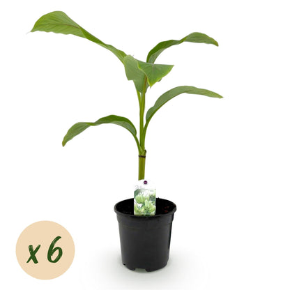Bananenpflanze Musa Basjoo – Winterhart – 6 Pflanzen – Obstpflanze – 17 cm – Höhe ca. 40 cm 