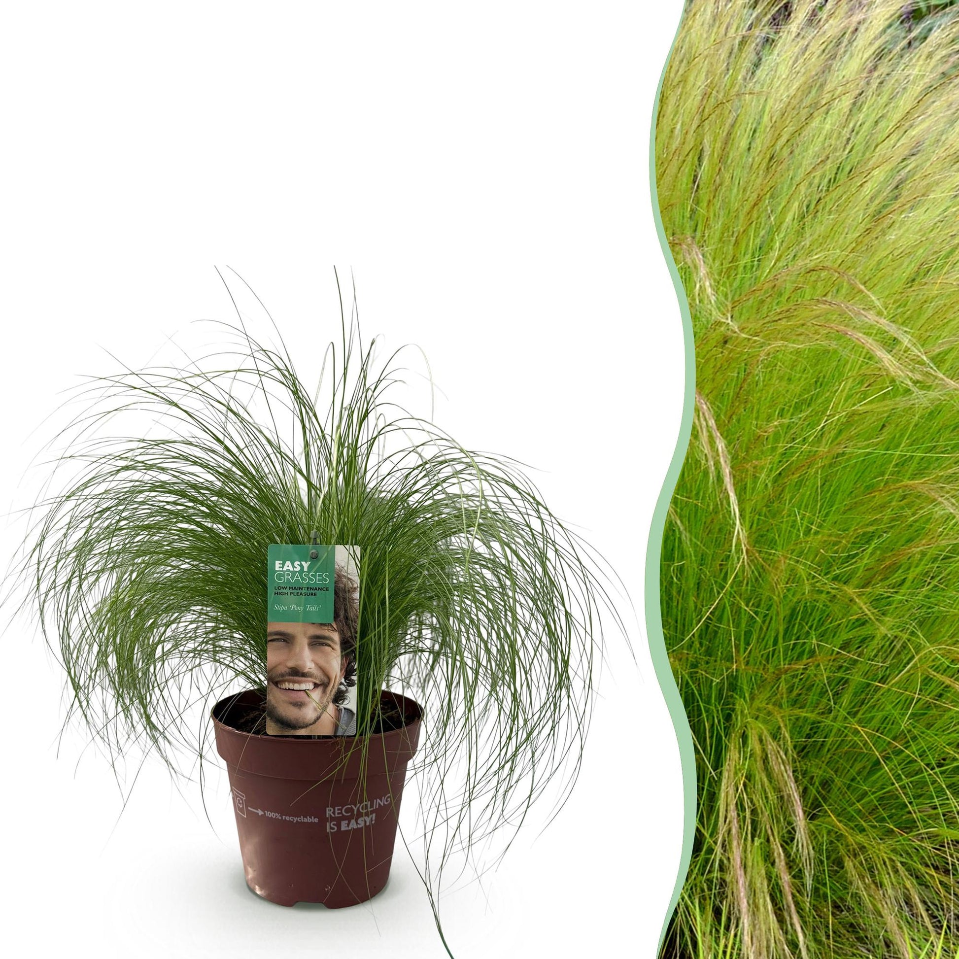 GreenboutiQ - Ziergräser - Stipa tenuifolia Pony Tails - Grün - 1 Pflanze - Immergrün - Winterhart - Topf 17cm Höhe 50cm 