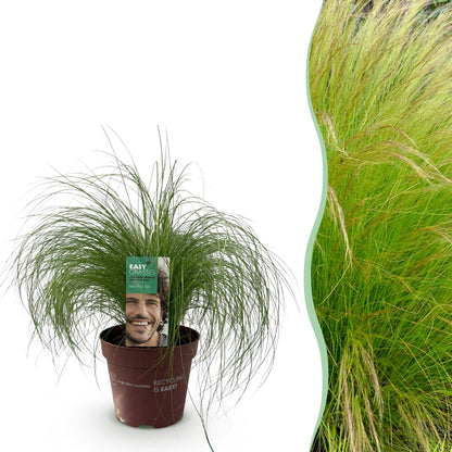 GreenboutiQ - Ziergräser - Stipa tenuifolia Pony Tails - Grün - 1 Pflanze - Immergrün - Winterhart - Topf 17cm Höhe 50cm 