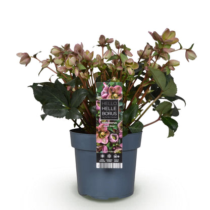 GreenboutiQ - Gartenpflanze - Lenzrose - Helleborus Angels Glow - Rosa Blüte - Immergrün - Topf 19cm Höhe 50cm 