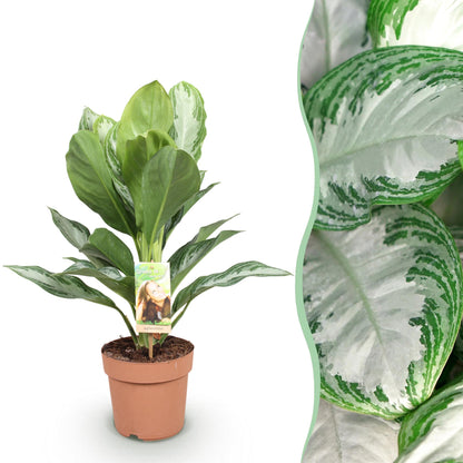Green boutiQ - Zimmerpflanzen - Aglaonema Silver Bay - Silberblatt - Wenig Pflege - Silber - 1 Pflanze - Topf 17cm - Höhe 70-75cm 