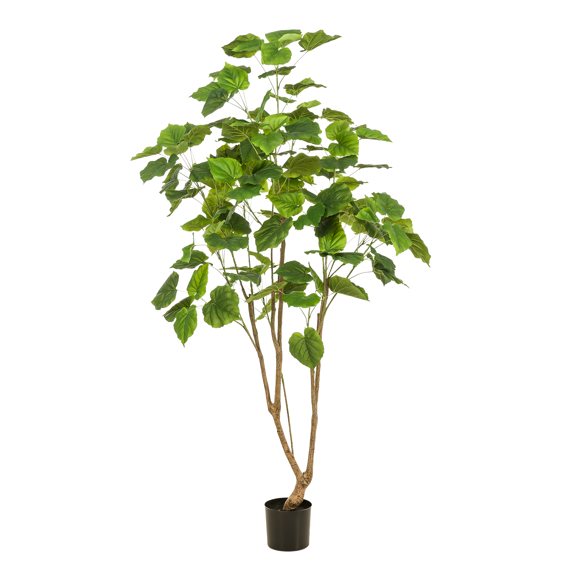 Kunstpflanze - Ficus Umbellata - Afrikanische Feige - 180cm 