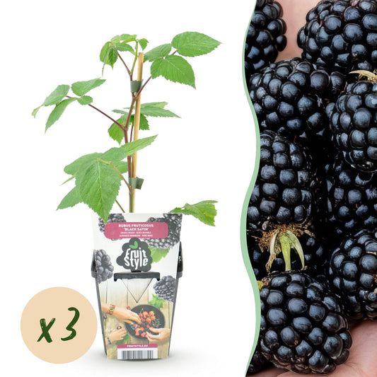 Brombeere Rubus fruticosus Black Satin winterhart 3 Pflanzen Ø9cm Höhe 30cm – Schwarze Brombeere für Garten Beet Balkon & Terrasse 
