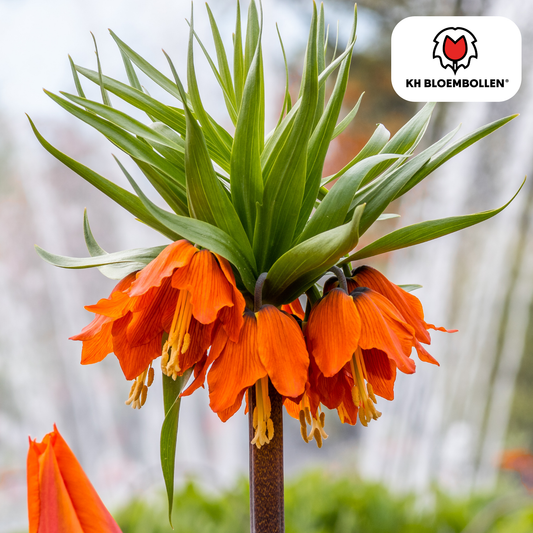 Fritillaria Kaiserkrone Rubra – 5 Blumenzwiebeln – Rot-Orange Frühlingsblüten – Ideal für Beete & Solitärpflanzungen 