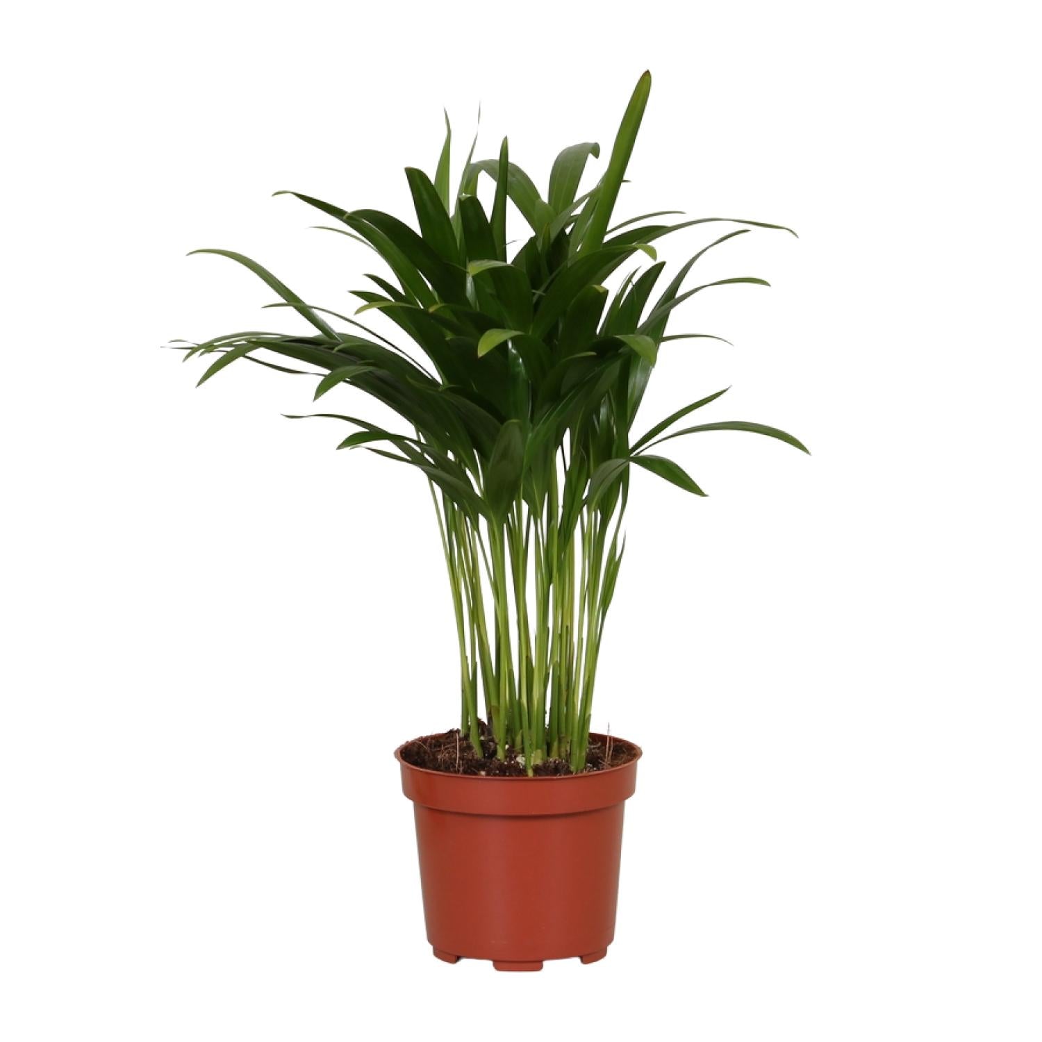 Areca Catechu - Ø12cm - ↕35cm 