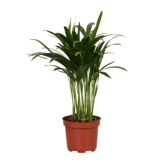 Areca Catechu - Ø12cm - ↕35cm 