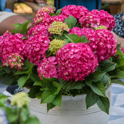 Hortensie Hydrangea Endless Summer Summer Love Red 4er Set – winterhart rot – 14cm – Höhe 20-25cm – blüht an altem & neuem Holz – für Beet, Hecke, Balkon & Terrasse 